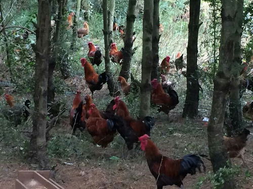 高原爨雞 獨特環(huán)境育出的優(yōu)質家禽珍品