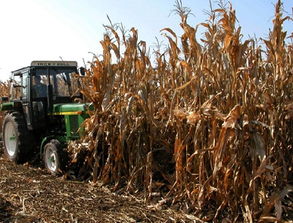 河北吳橋農作物秸稈變身植物炭遠銷海外，助推綠色苗木產業
