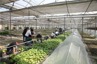 “空降”上億天敵大軍，寧鄉(xiāng)以蟲(chóng)治蟲(chóng)守護(hù)綠色家園