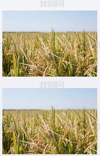 從種子到收成 數(shù)字化素材賦能現(xiàn)代農(nóng)業(yè)種植與設(shè)計(jì)